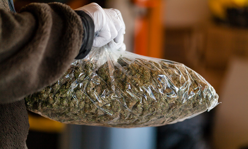 California Marijuana Distribution Regulation Federal Government Cannabis Now