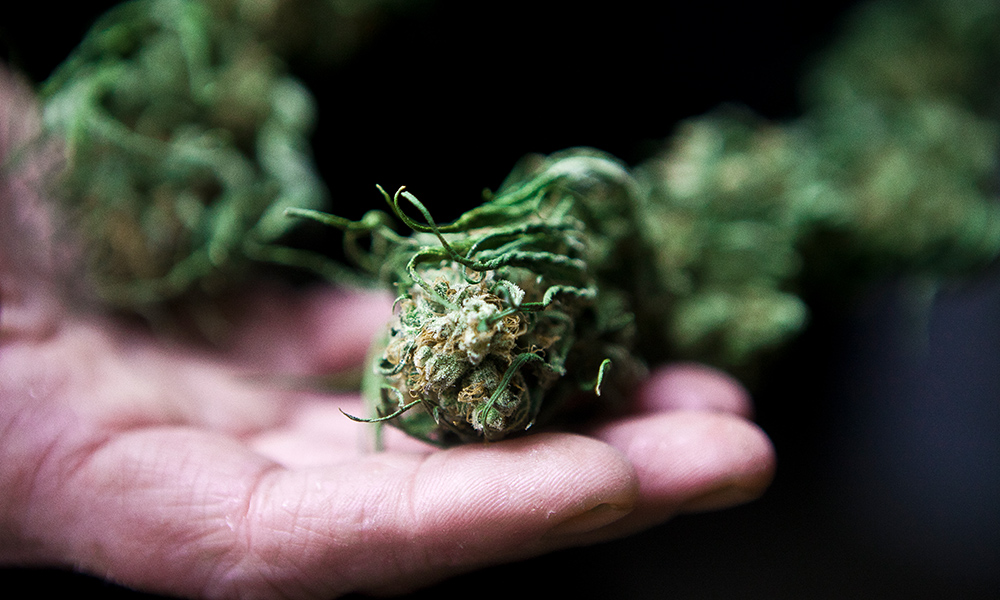 Durban Poison strain