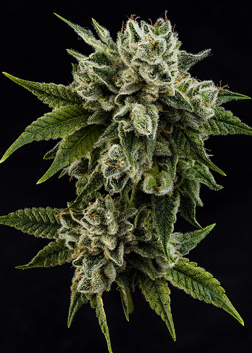Gorilla Glue #4 strain