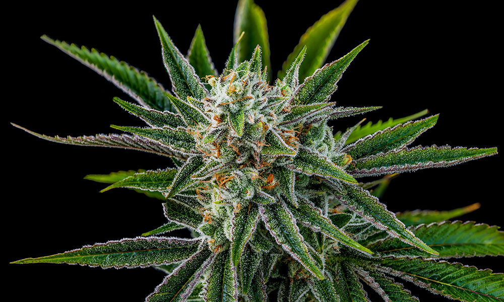Tangie Strain