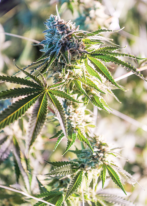 Zkittlez Strain