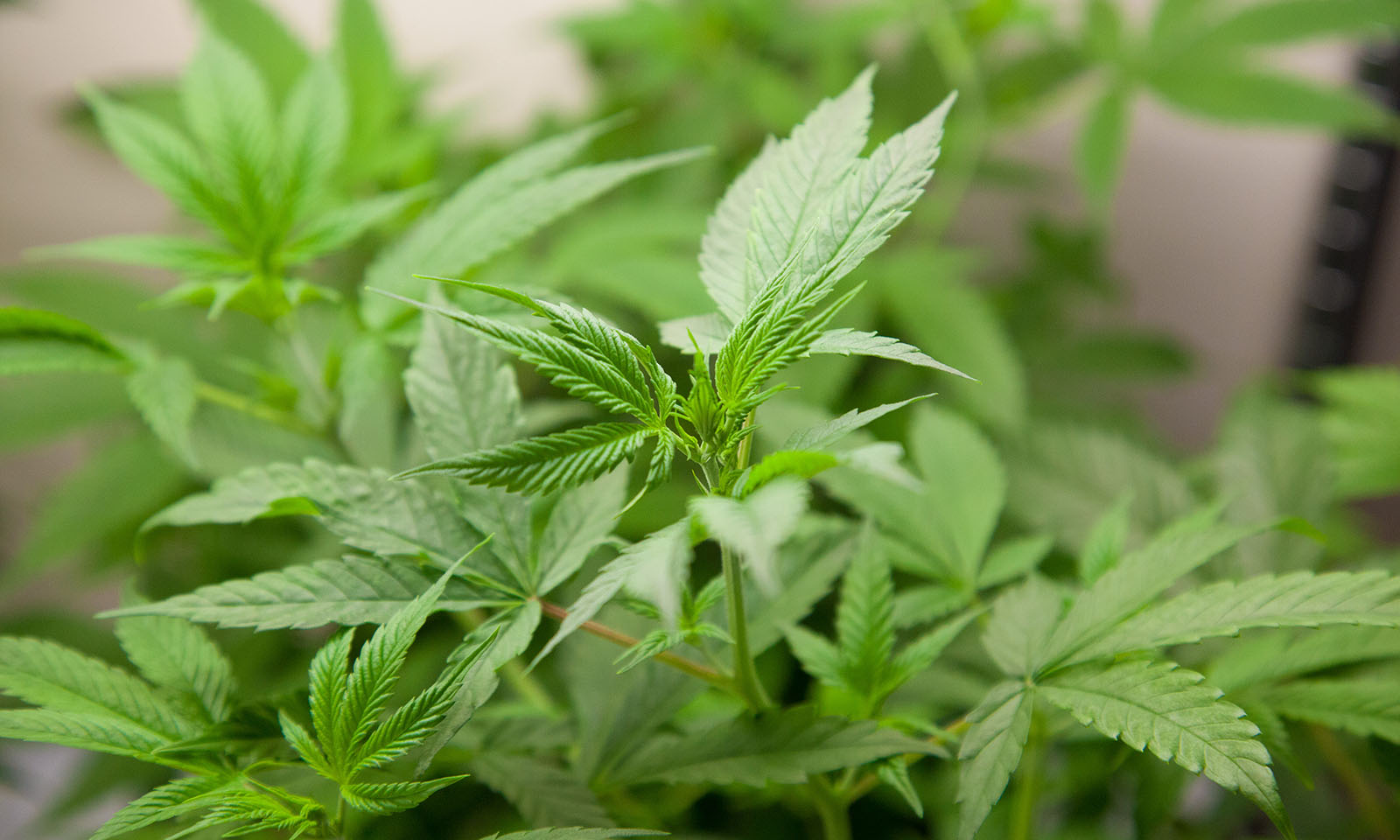 Hemp Ebbu Cannabis Now