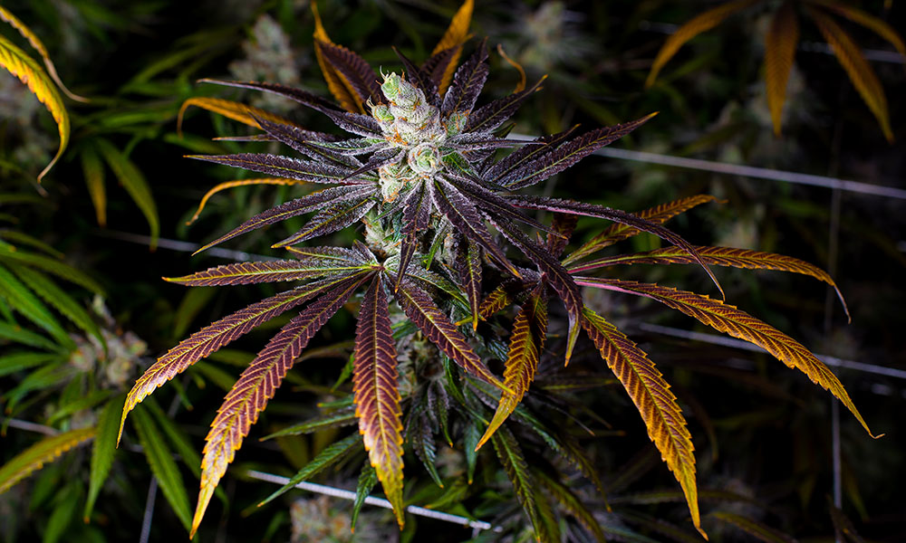 Jungle Boys Marijuana Strain Cannabis Now