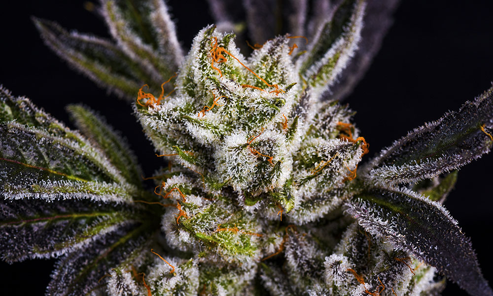 Jungle Boys Marijuana Strain Strawberry Shortcake Cannabis Now