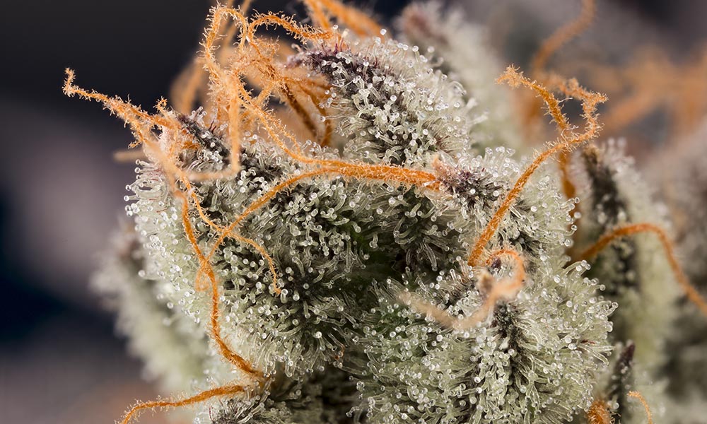 Macro Photography Marijuana Bud Cannabis Now Shwale
