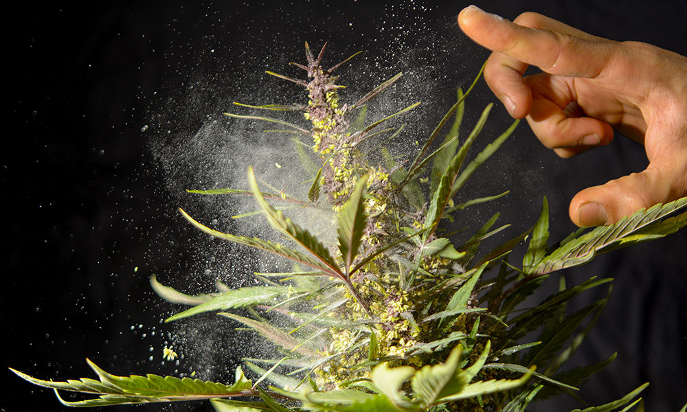 Spain Cannabis Seed Company Red Family Cannabis Now
