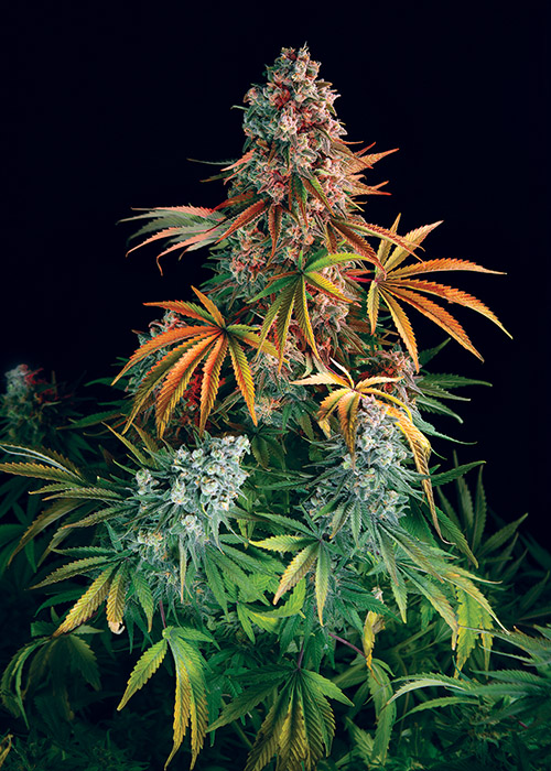 Cream 47 Sweet Seeds Cannabis Company Spain Cannabis Now