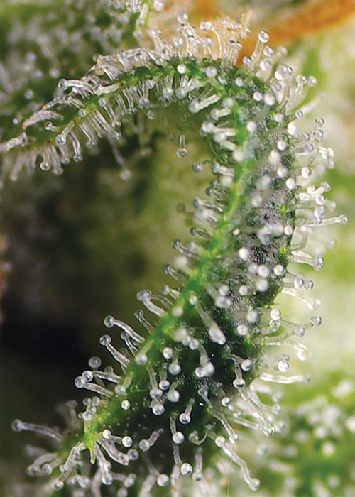 Cannabis Strain Macro CBD Seed Spain Cannabis Now