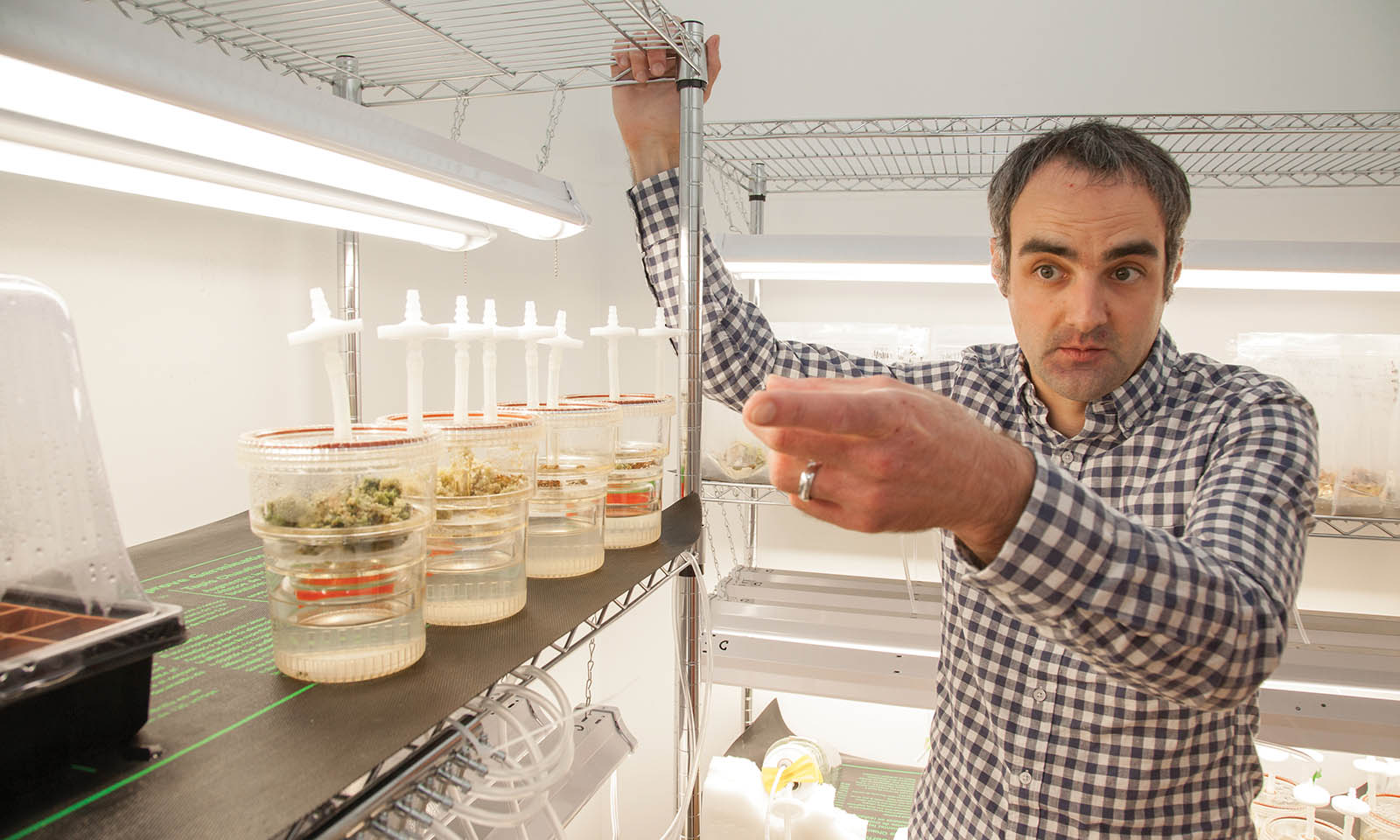 Tissue Cultures Ebbu Cannabis Now
