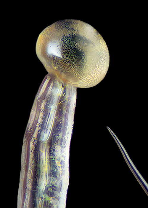Trichome Head Macro Photography Marijuana Cannabis Now Shwale