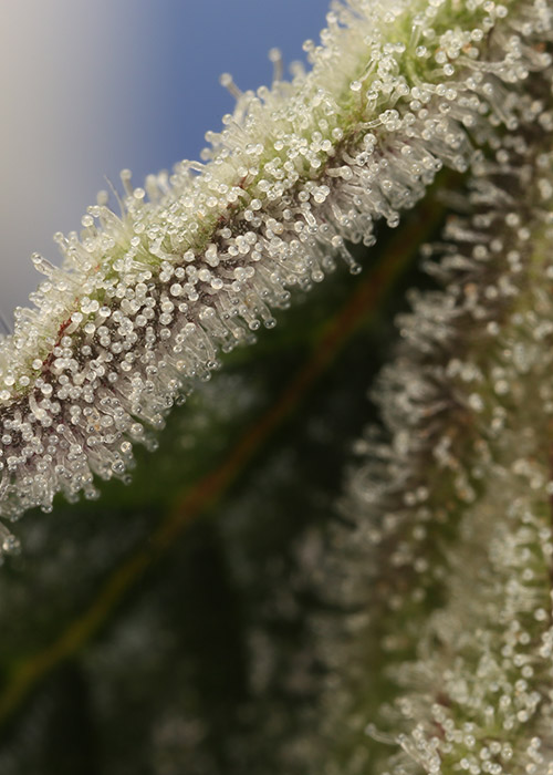 Trichomes Marijuana Macro Photography Shwale Cannabis Now