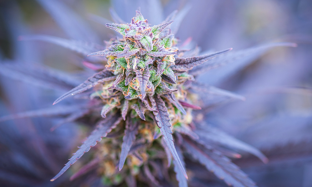 The Rise of CBD Strains