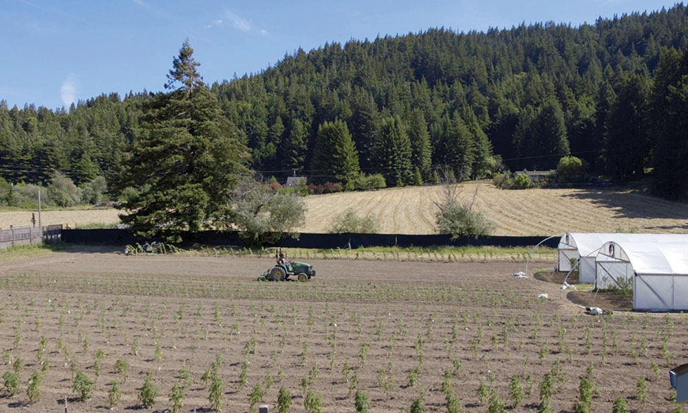 Dry Farming Cannabis
