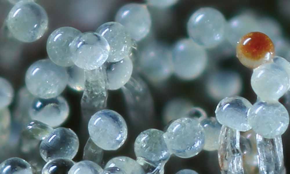 Trichomes Cannabis Now
