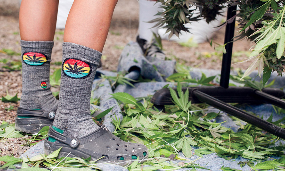 What Sets Cannabis Entrepreneurs Apart Cannabis Now