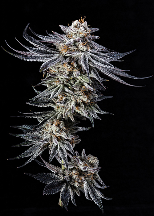 Purple Punch Strain Review Cannabis Now