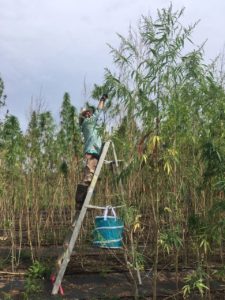 Hemp