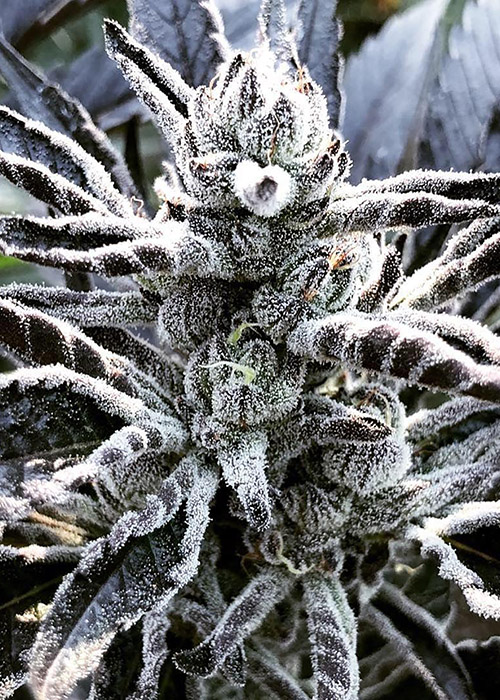 Green Lantern Cannabis Now
