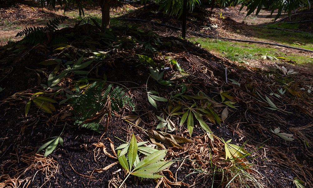 How To Prep Your Garden to Grow Pot
