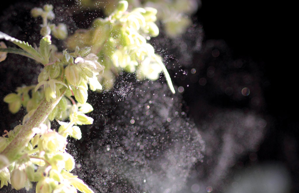 cannabis male plant cannabis now