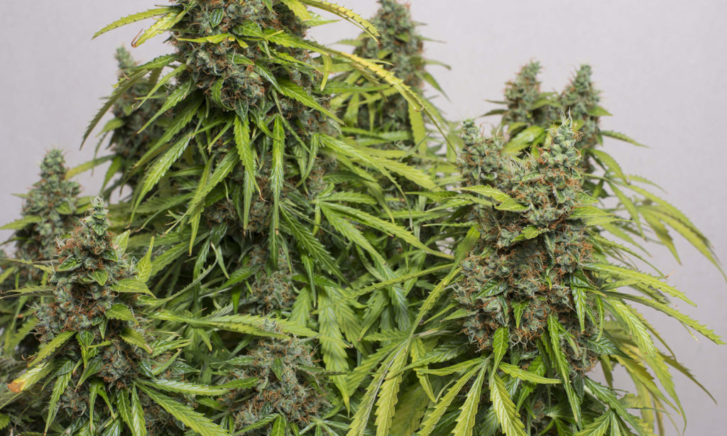 International cannabis
