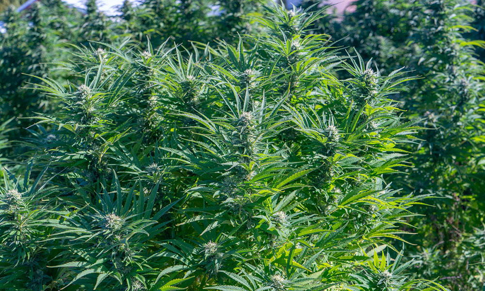 Golden Goat Outdoor Morning Strains  Energizing Cannabis Strains