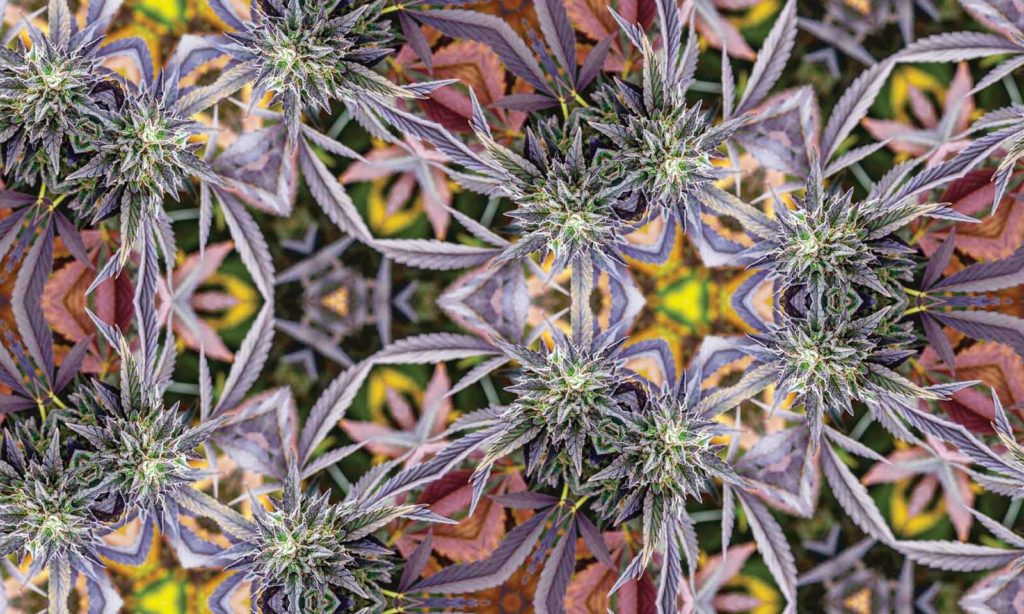 Allie Beckett Cannabis Now