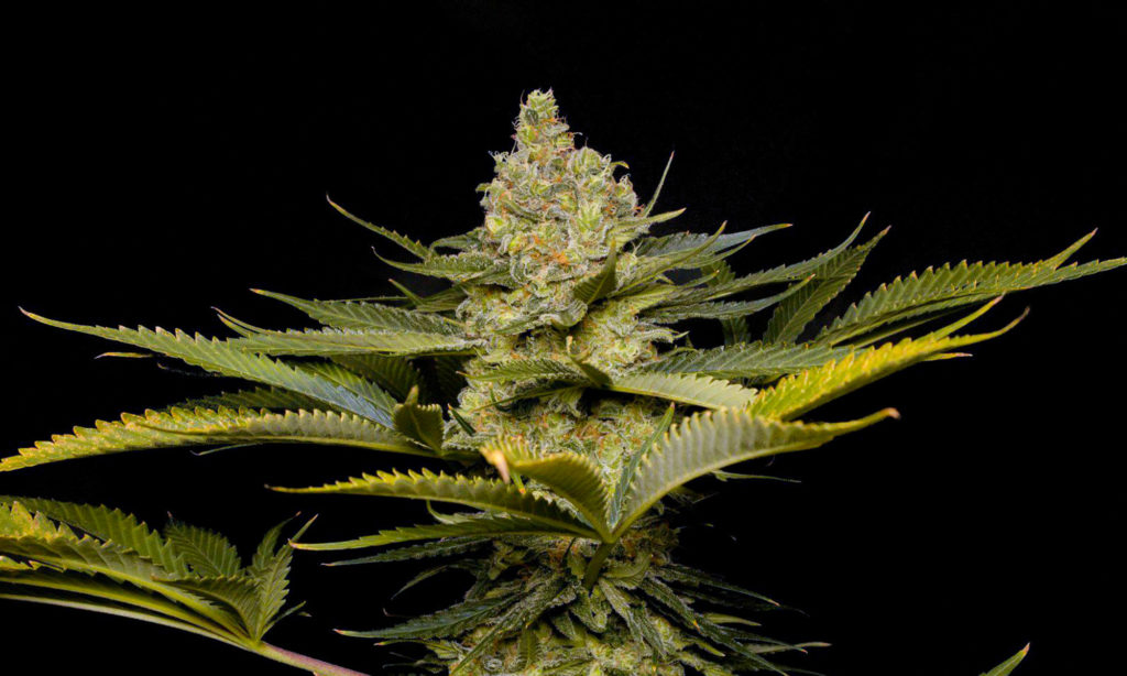 Green Crack Morning Strains Sativa