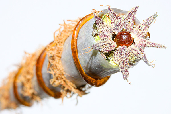Natural Ganja Cannabis Now Magazine