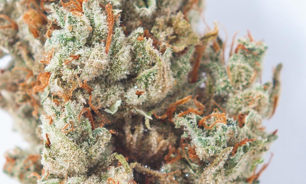 Super Lemon Haze from CRAFT cannabis