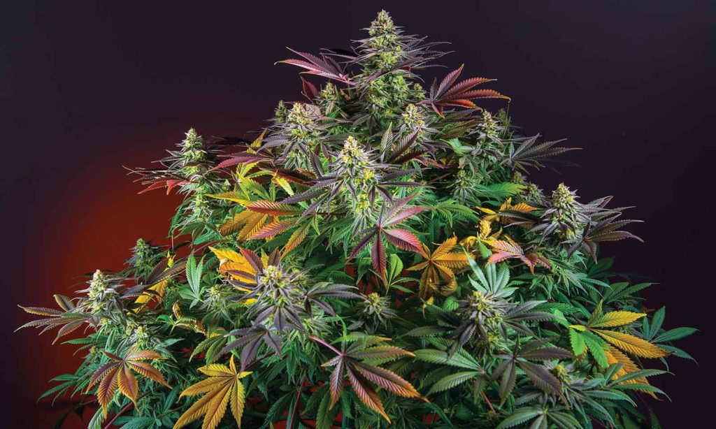 International cannabis Sweet Seeds Spain Cannabis Seed Company Cannabis Now