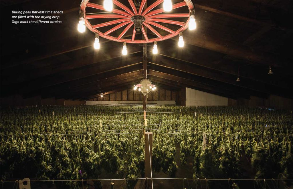 cannabis photographers