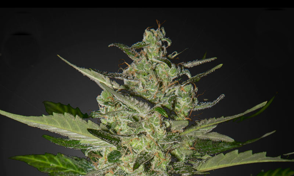 flowerbomb kush greenhouse seed co