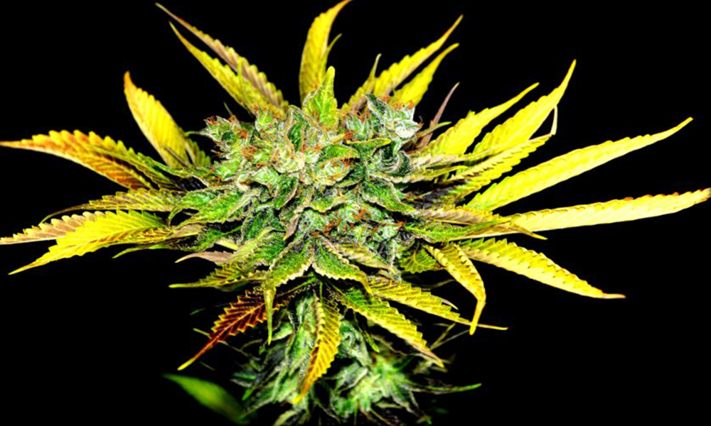 springtime strains