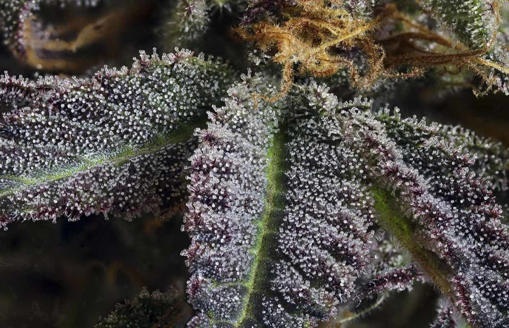 cannabis macro by DoobieDuck