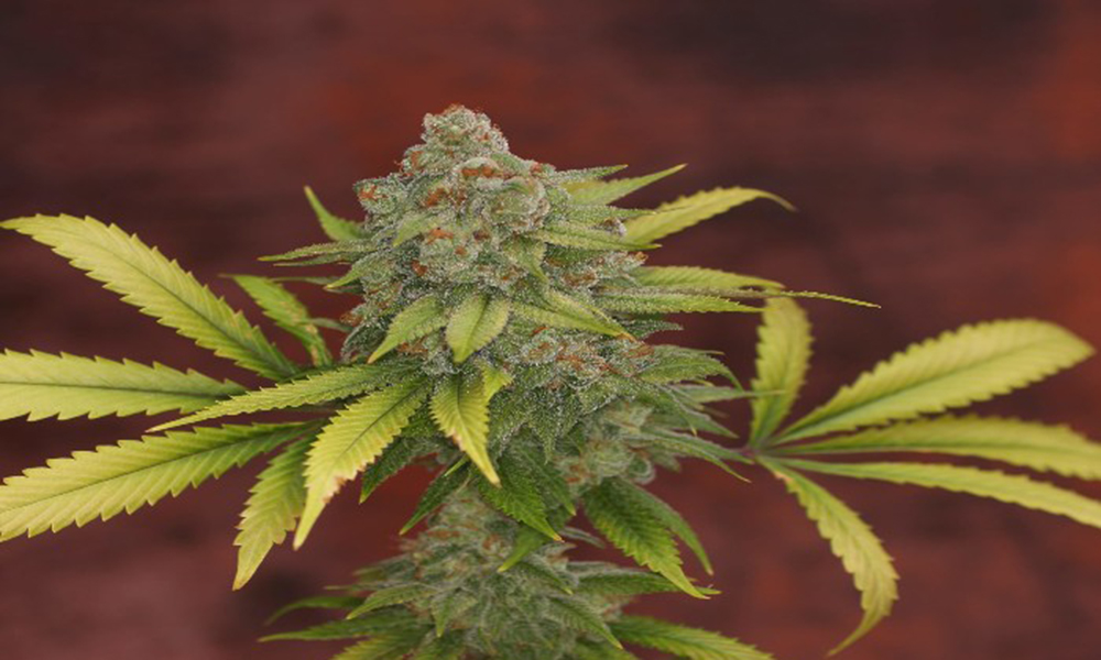 springtime strains sunshine #4 bodhi seeds