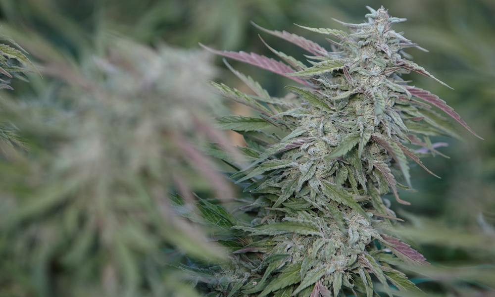 purple trainwreck springtime strains