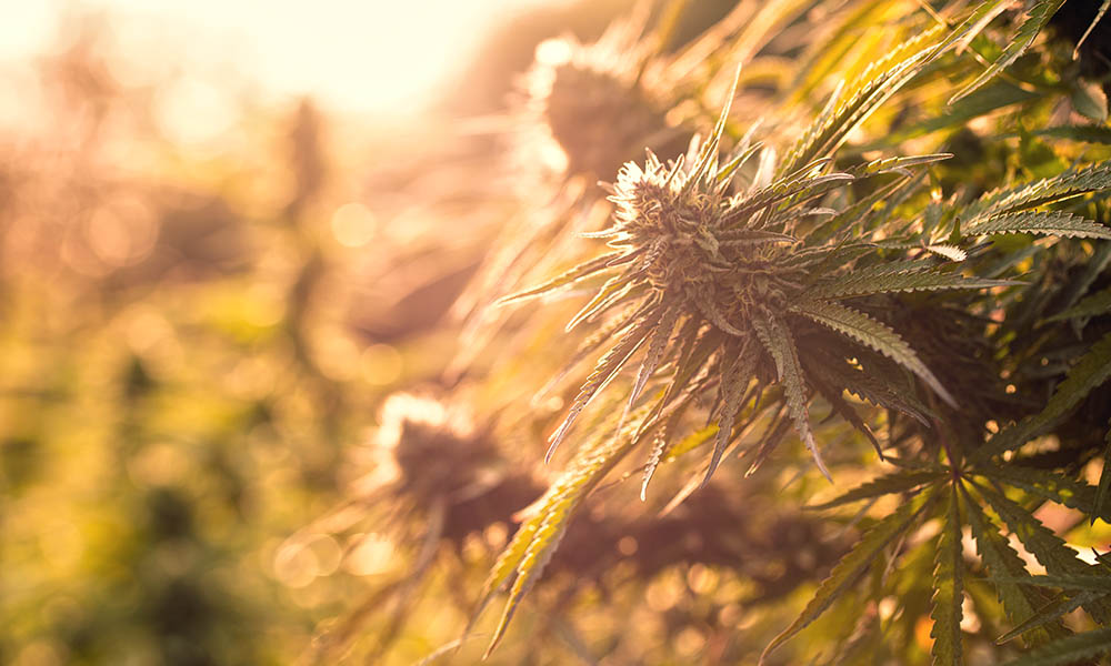 cannabis photographers chris romaine kandid kush