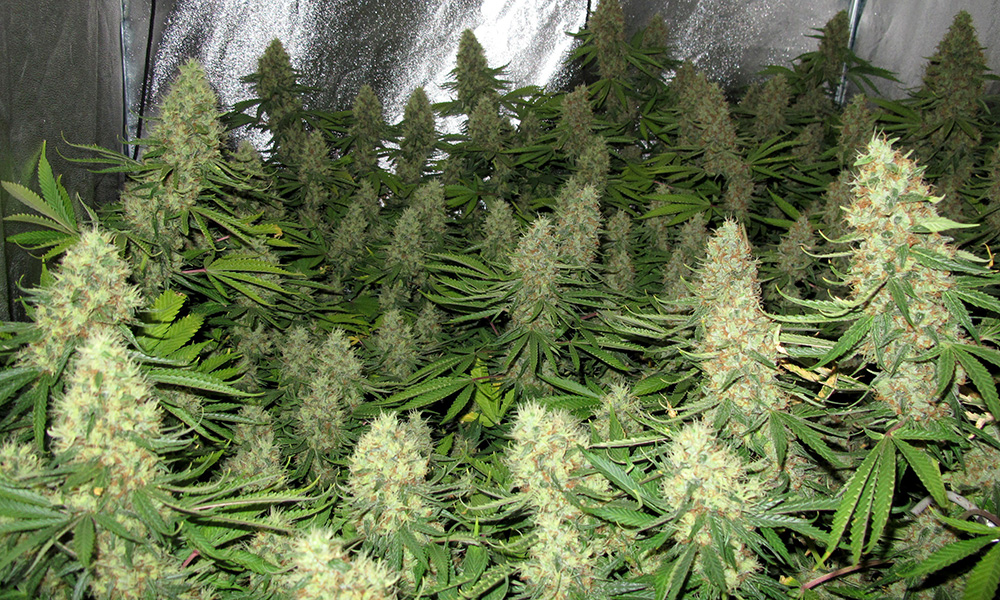 powerplant springtime strains
