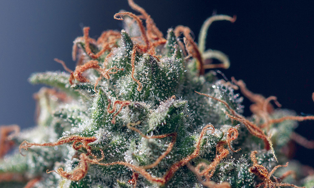 Jack Herer strain