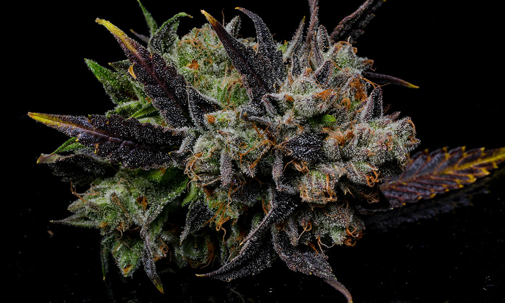 strains of summer