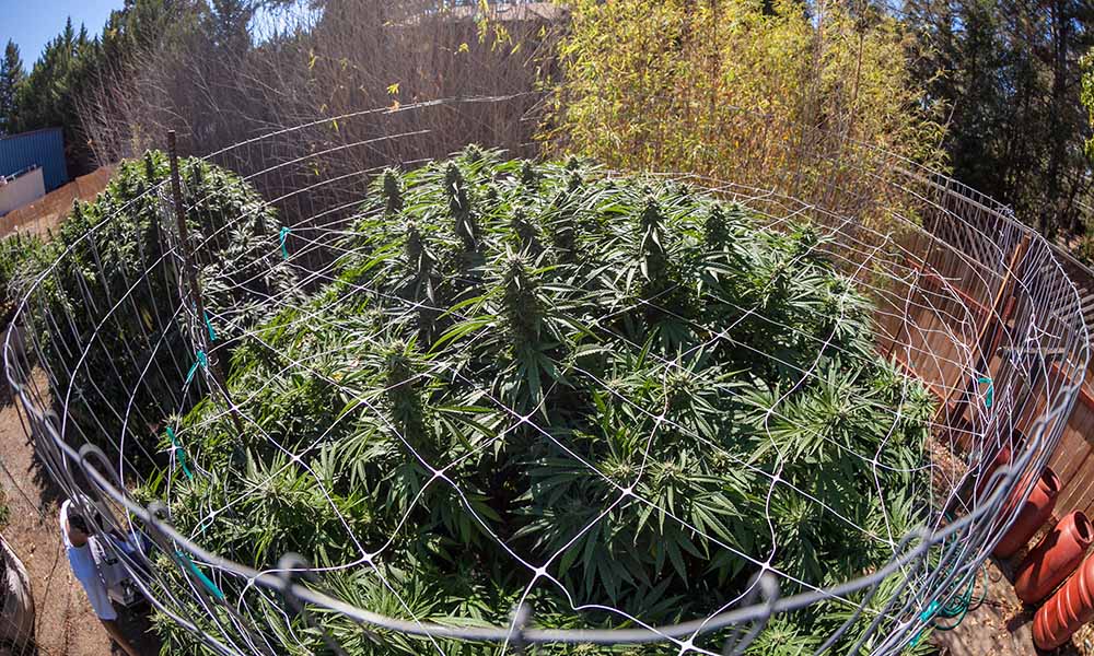 Croptober Marijuana Harvest Cannabis Now