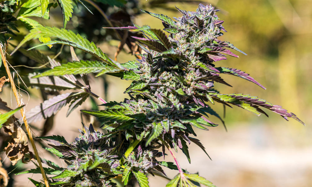 Pineapple Cannabis Plant