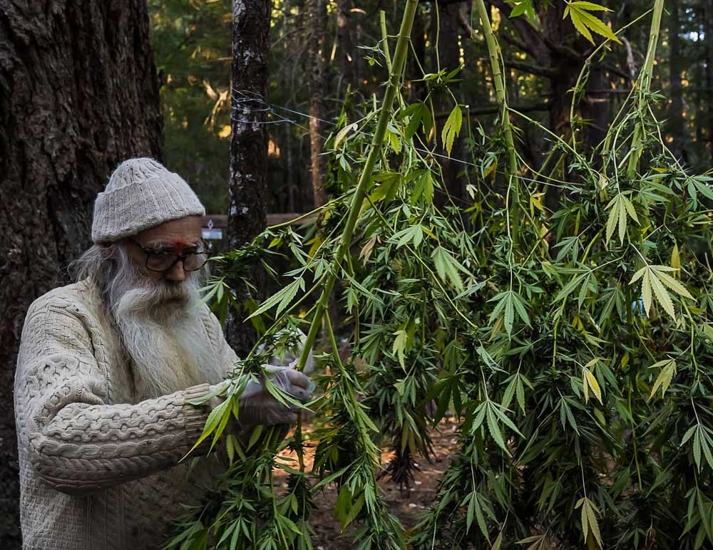 Swami deleafing after harvest. 
