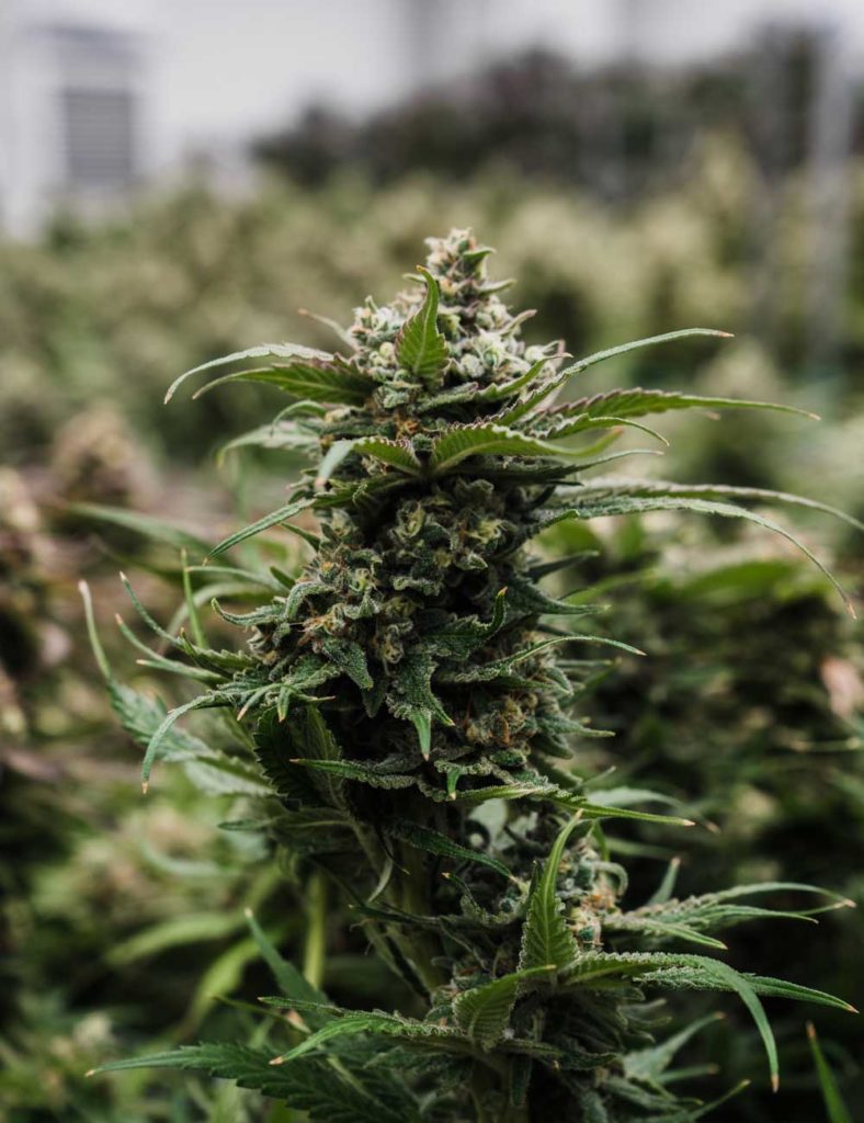 Diamond Master cannabis strain