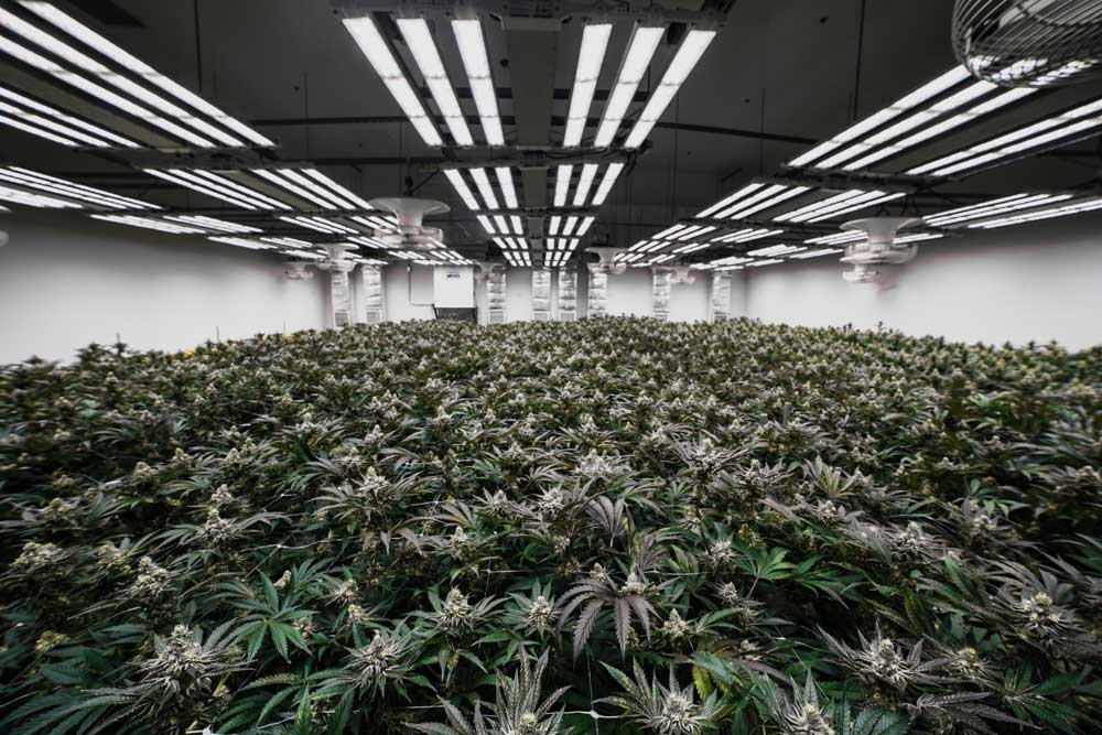 The Grove grow room