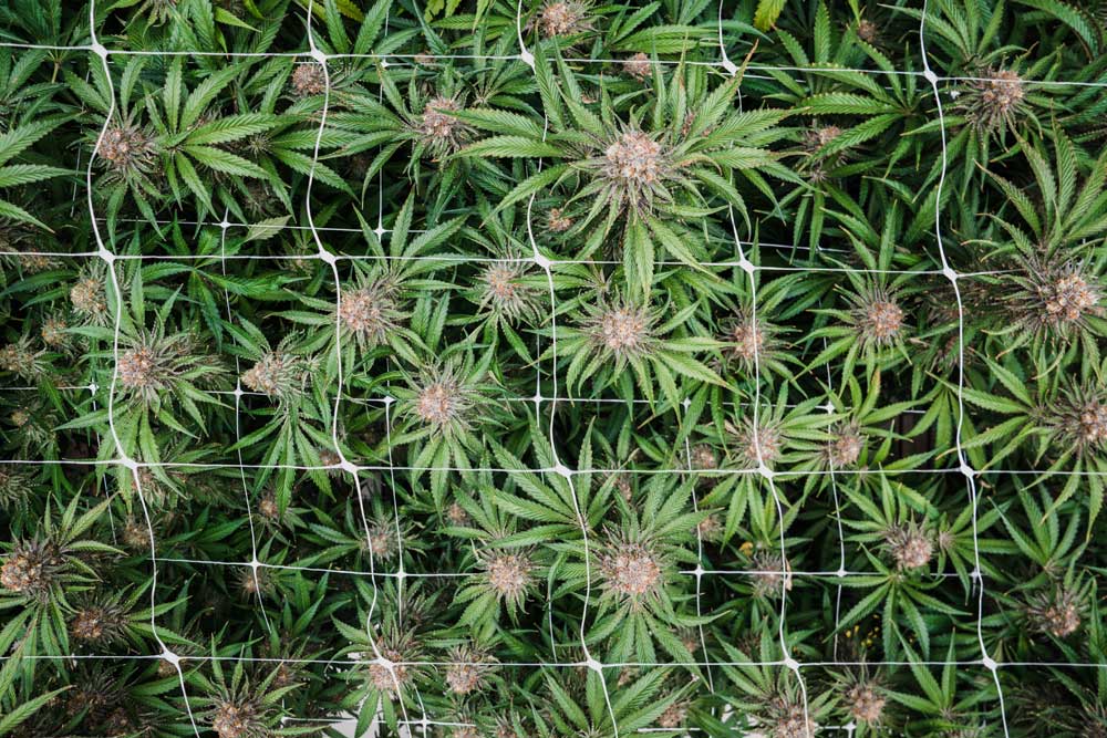 cannabis trellising