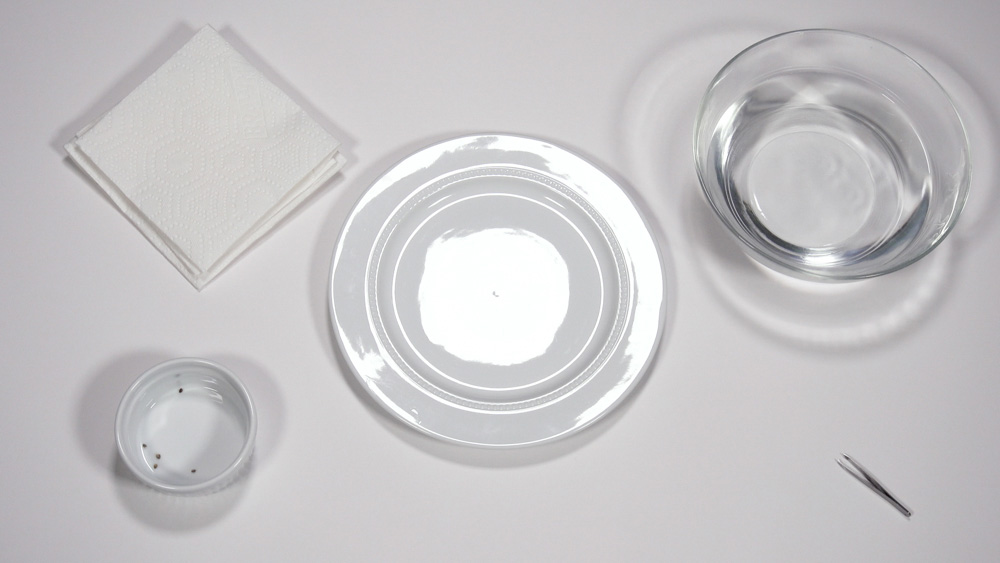 Preparing marijuana seeds for germination