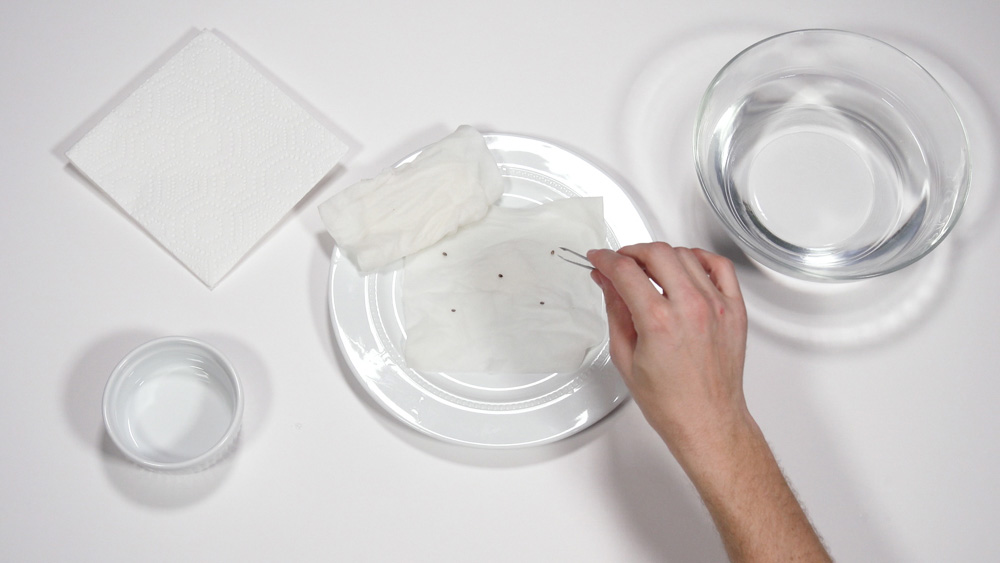 placing marijuana seeds on a paper towel 