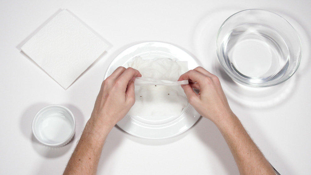 tucking cannabis seeds in paper towel 